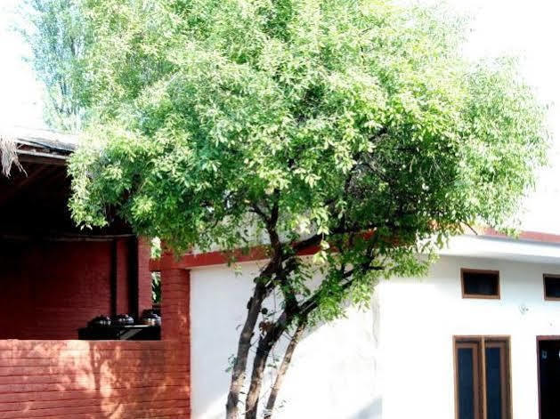 Chandra Hill Resort Ranakpur Exterior foto